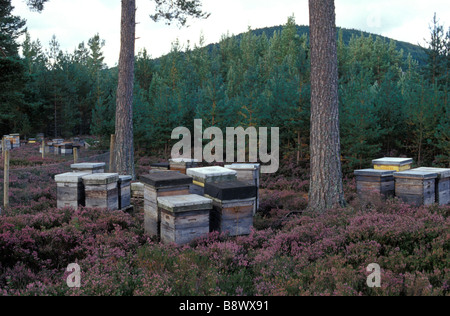 Beehives on a heather moor in the Highlands of Scotland Stock Photo