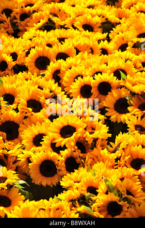 yellow sunflowers are in bloom, beautiful sunflower field in summer ...