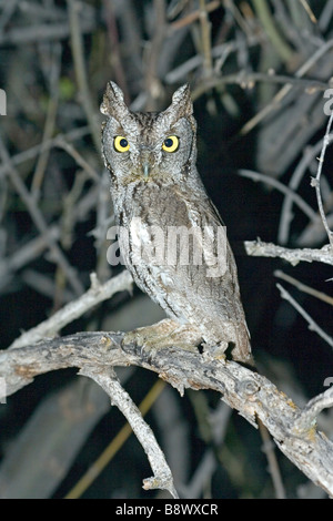 Western Screech-Owl Megascops kennikottii Stock Photo