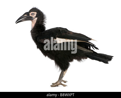 Young Southern Ground hornbill Bucorvus leadbeateri 18 months in front of a white background Stock Photo