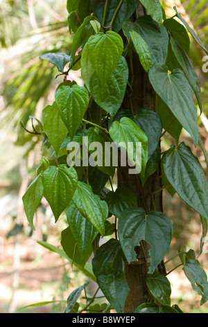 A betel vine. Stock Photo