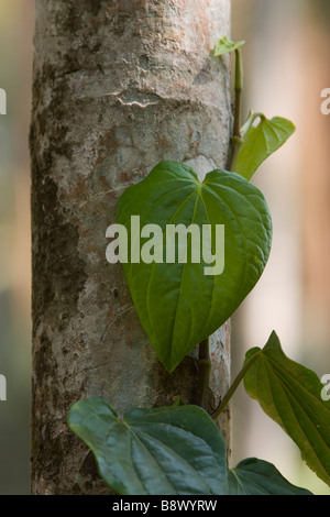 A betel vine. Stock Photo