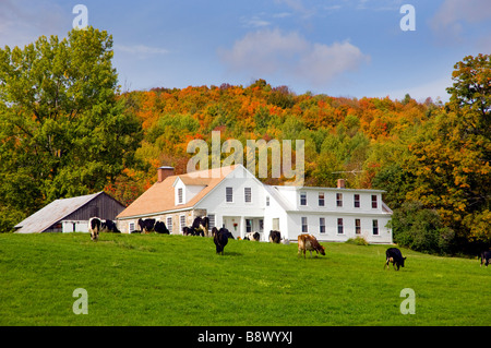 Cows in the pasture with a dairy farm and fall foliage in the mountains, near Peacham, Vermont, USA, America. Stock Photo
