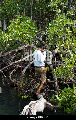 An interface between land and sea the mangrove swamp (Flores - Indonesia). Une interface entre mer et terre (Florès - Indonésie) Stock Photo