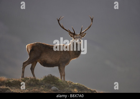 Red Deer (Cervus elaphus), stag backlit on moorland ridge Stock Photo