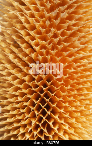 Common Teasel (Dipsacus sylvestris), close-up detail of dead seed head Stock Photo