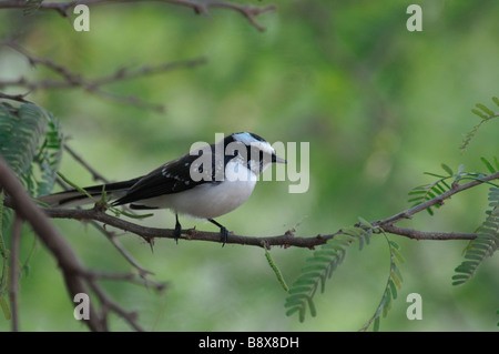 White-browed Fantail Rhipidura aureola sitting on a branch in Ranthambore National Park India Stock Photo