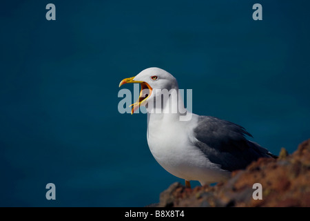 Yellow Legged Gull Larus michahellis at Playa Del Ingles La Gomera Canary Islands Stock Photo