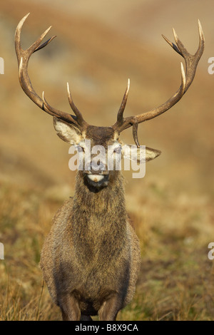 Red Deer (Cervus elaphus), stag on moorland, close up portrait showing broken tind point of antler Stock Photo