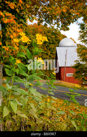 An autumn scene with red barn and silo with flowers and roadway near Peacham Vermont USA Stock Photo