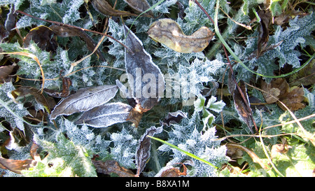 frosty leaves and grass on a winter lawn Stock Photo