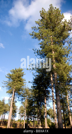 pine tree forestry on a bright blue sunny day Stock Photo