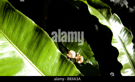 Green leaf in sunny woodlands Stock Photo