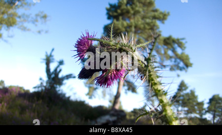 A green lush thistle on a bright blue summers day Stock Photo