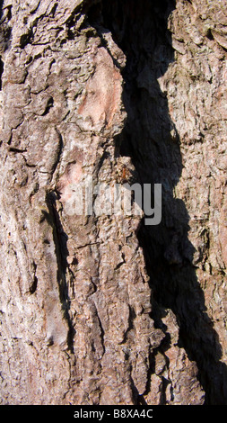 ants on the bark of a tall pine tree in open british heathland Stock Photo