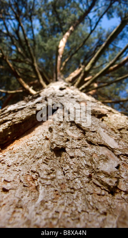 ants on the bark of a tall pine tree in open british heathland Stock Photo