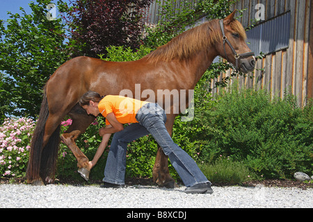 horse with osteopath Stock Photo