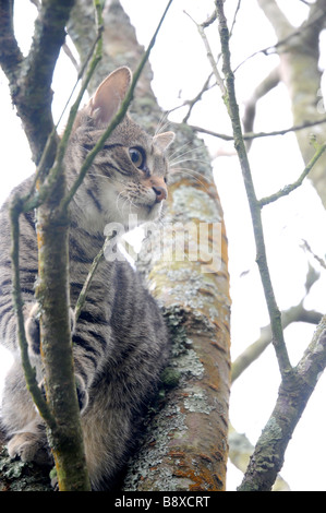 A 6 month old cat in a tree Stock Photo