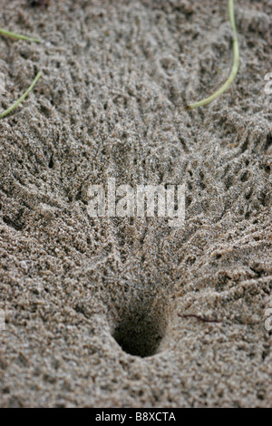 Crab hole in the sand on a beach in Costa Rica, with crab footprints all around Stock Photo