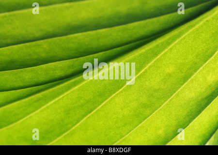 hosta leaf abstract pattern Stock Photo