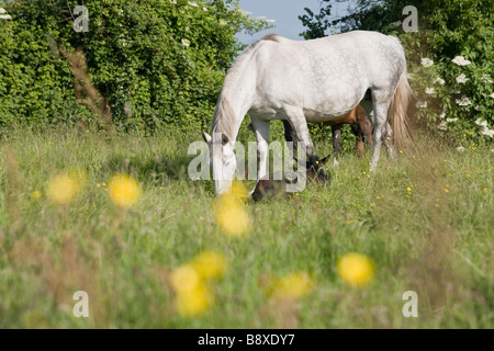 Grey mare with resting foal in filed in summer. Stock Photo