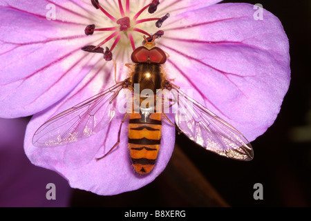 Marmalade icon hover fly Episyrphus balteatus Syrphidae male on a garden geranium UK Stock Photo