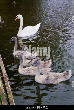 MUTE SWAN WITH CYGNETS Stock Photo
