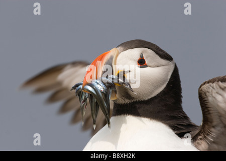 Head and shoulders portrait of Puffin Fratercula arctica with beakful of sandeels, Farne lslands, Northumberland. Stock Photo