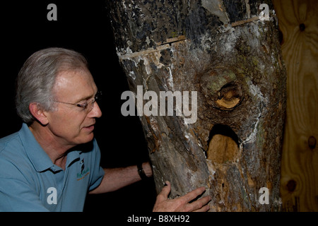 Tim Gallagher looking at Ivory-billed Woodpecker Nest - Cornell Lab of Ornithology - Ithaca New York - USA Stock Photo