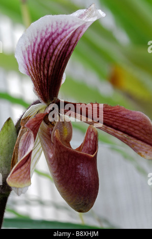 paphiopedilum king arthur alex single pink purple striped flower also known as ladys slipper orchid paph or paph orchids Stock Photo