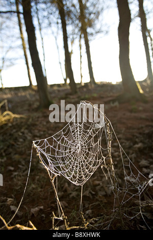 A winter frosted spider's cobweb on twigs with a wood in the background. Stock Photo