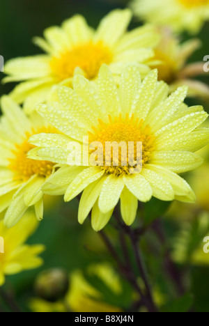 CHRYSANTHEMUM EARLY YELLOW Stock Photo