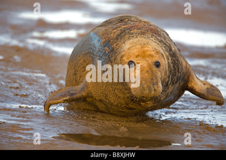 Grey Seal (Halichoerus grypus) Male on beach during mating season - UK Stock Photo