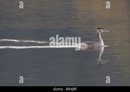 Juvenile Great crested Grebe Podiceps cristatus swimming against calm water with trail showing behind, Worcestershire, England. Stock Photo