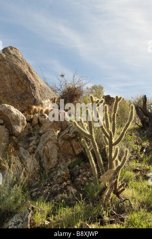 Cholla and Pink-flower Hedgehog cactus, Cool Canyon, Anza Borrego, CA  090301 34007 Stock Photo