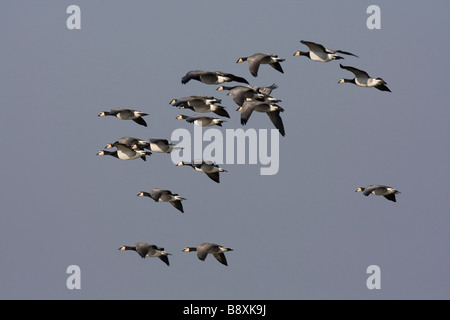 Group of Barnacle Goose Branta leucopsis flying coming into land, Scotland. Stock Photo