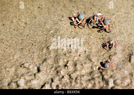 Ghost crab family crawling out from sand on the beach.