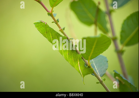 Eyed Hawk Moth Caterpillar Stock Photo