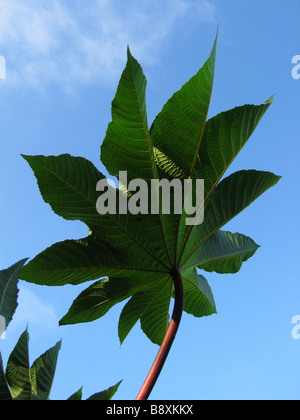 A large leaf of a Ricinus communis also known as a castor bean plant. The seeds of which contain ricin an extreme toxin. Stock Photo