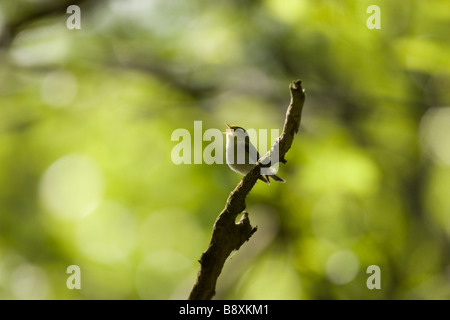 Wood Warbler Phylloscopus sibilatrix singing from branch in dense woodland, Malvern Hills, Worcestershire. Stock Photo