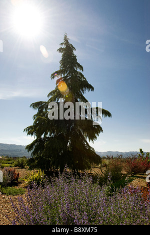 Cypress growing in wine vineyard Stock Photo