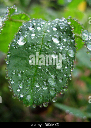 Dewdrops beading on the leaf of a rose plant Stock Photo