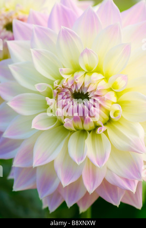 White pink Dahlia Stock Photo - Alamy
