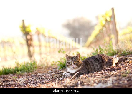 cat in vineyard Stock Photo