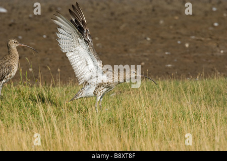 Eurasian Curlew Numenius arquata wing-stretching on long grassy field, Worcestershire, England. Stock Photo