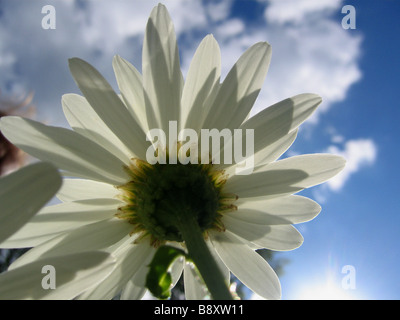A view from below of a shasta daisy (Chrysanthemum x superbum) in summer Stock Photo