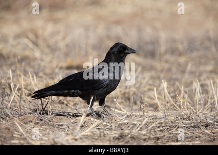 American crow Corvus brachyrhynchos New Mexico USA winter Stock Photo