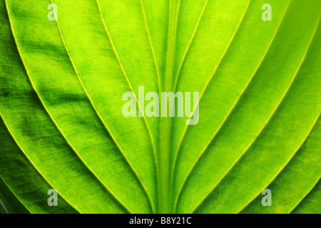 hosta leaf abstract pattern Stock Photo