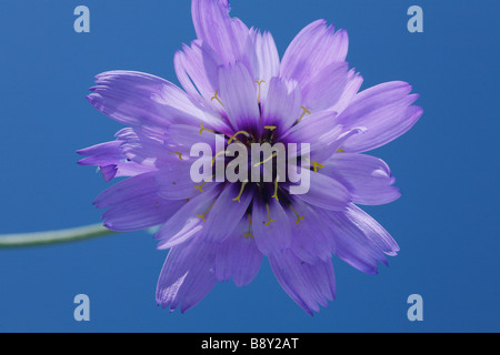 Flower of Purple Viper's Grass (Scorzonera purpurea). Stock Photo