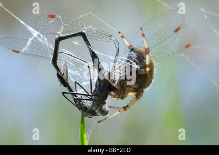 Orb web spider Araneus quadratus feeding on an Emerald Damselfly. Powys, Wales, UK. Stock Photo